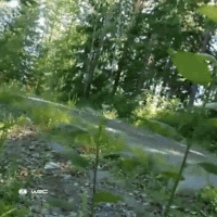 Car Crash GIF by FIA World Rally Championship