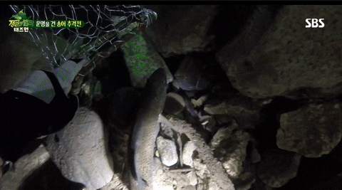 stevefrank1 giphyupload GIF