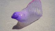 clear GIF