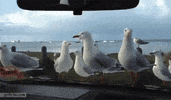 seagulls GIF