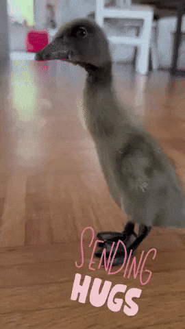 Duck Pato GIF