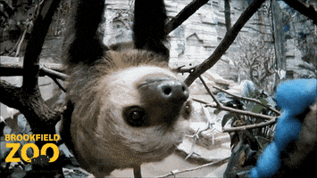 So Good Thank You GIF by Brookfield Zoo