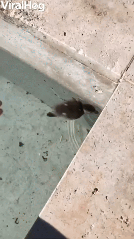 Duckling Goes For Double Dip