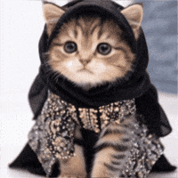 meowmmootty cat kitten muslim cat meowslim GIF