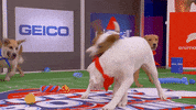 Animal Planet GIF by Puppy Bowl