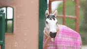 skintdressagedaddy rain horse wet raining GIF