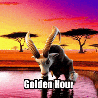 Sunset Golden Hour GIF by Radiantelope
