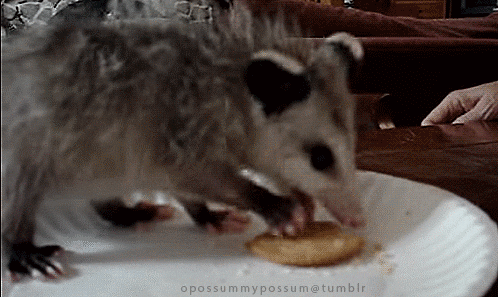 opossum GIF