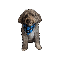 Kpop Demon Hunters Sticker by Geekster Pets