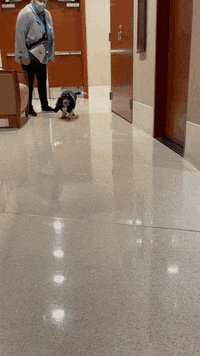 Basset Hound Dogs GIF by Orlando International Airport (MCO)