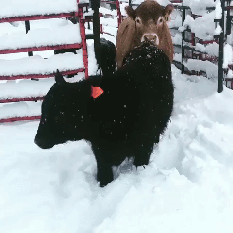 Cattle Wade Through Missouri Snow
