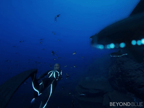 fish swimming GIF by Beyond Blue