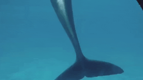 delfin GIF by Dolphin Discovery