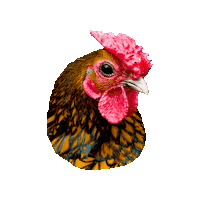 Chicken Rooster Sticker