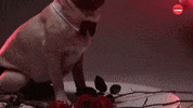 Doug The Pug Halloween GIF by BuzzFeed