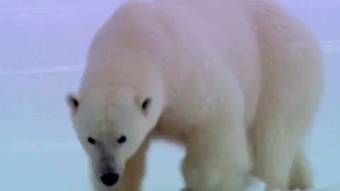 symphony for our world GIF by Nat Geo Wild 