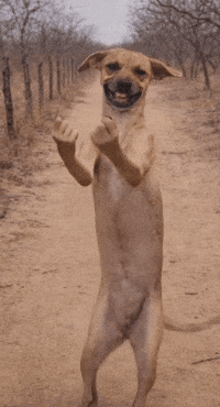 Funny Dogs Dancing Dog GIF