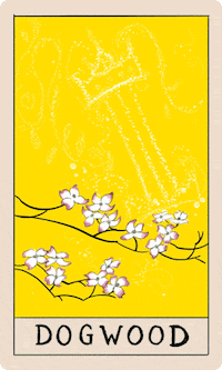 On The Line Tarot GIF by Jenny Lewis