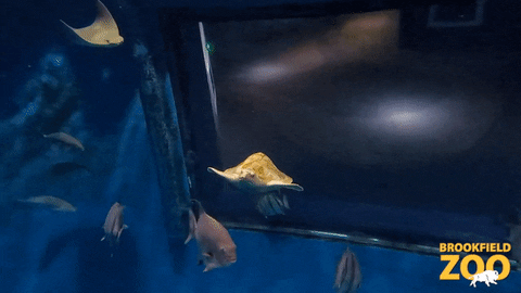 Sea Turtle Swimming GIF by Brookfield Zoo