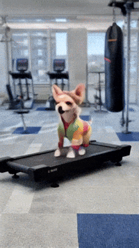 Chihuahuas Dogslovers GIF