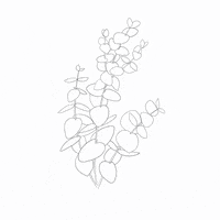 natalikit sketch floral botanical botany GIF