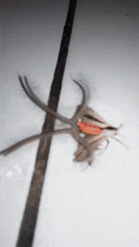 moth GIF