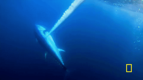 wicked tuna GIF by National Geographic Channel