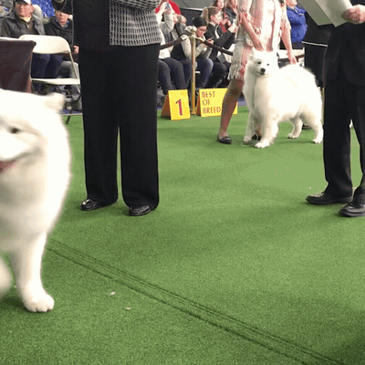 dog show dogs GIF by Westminster Kennel Club