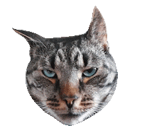 Cat Tabby Sticker