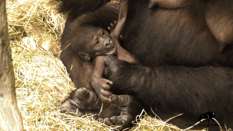 Baby Animal Love GIF by Brookfield Zoo