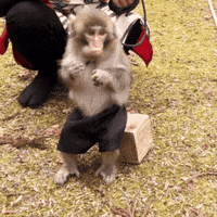 Baby Monkey GIF