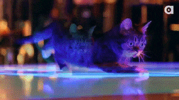 Lil Bub Disco GIF by Internet Cat Video Festival