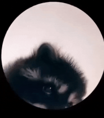 GIF by The Bubble Tea Bar