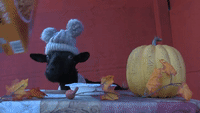 Goats Try Pumpkin Spice Cereal