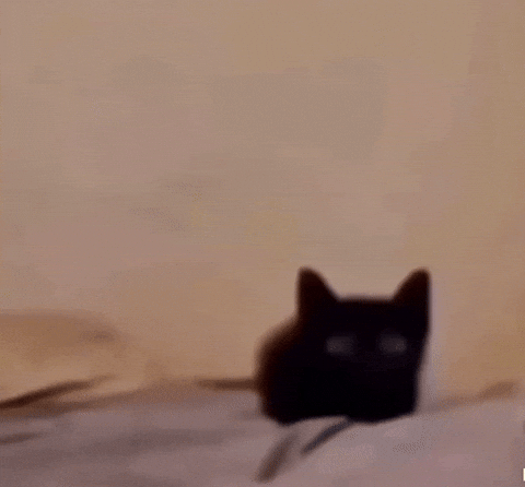 Cat Explode GIF