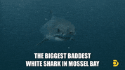 Discovery Breach GIF by Shark Week