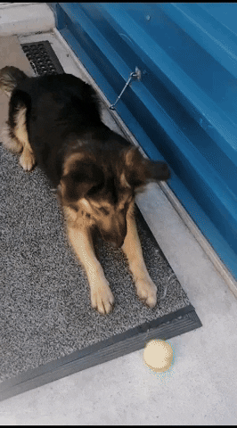 SPCA giphyupload GIF
