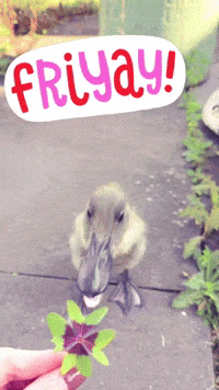 Friday Weekend GIF