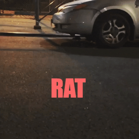 Nyc Rat GIF by chuber channel