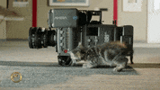 lensprotogo  GIF