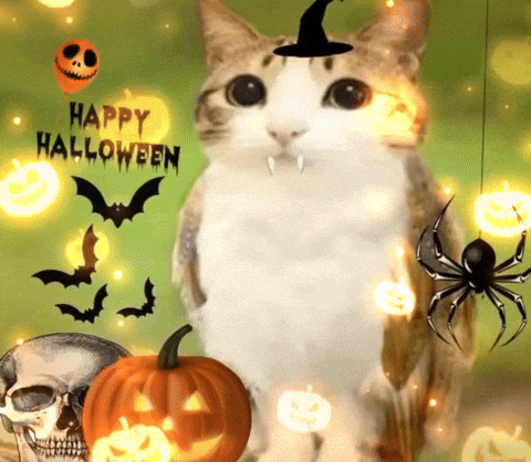 Cat Halloween GIF