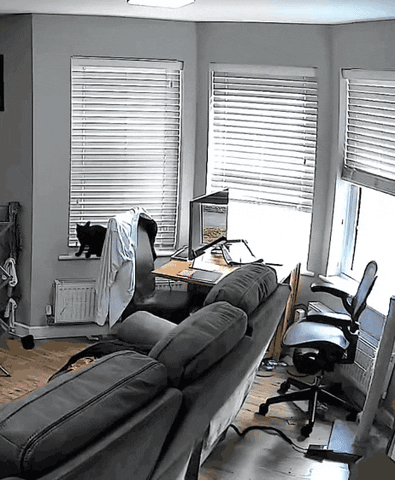 cuteanimalland giphyupload GIF