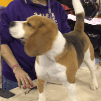dog show dogs GIF by Westminster Kennel Club
