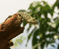 lizard reptile GIF by Head Like an Orange
