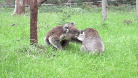 koala GIF