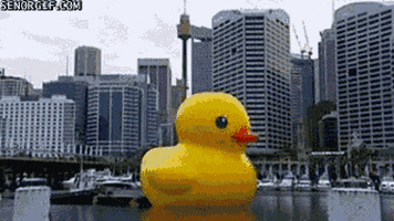 rubber duck wtf GIF by Cheezburger