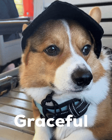 Dog Corgi GIF