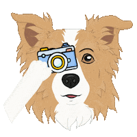 Shooting Border Collie Sticker