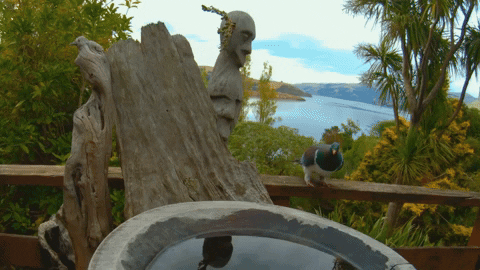 stewieeee giphyupload bird birb big bird GIF