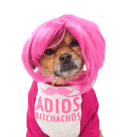 smooshy_mooshy dog pink dogs adios Sticker